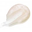 Mon Reve Shinny Lips Shimmer 08 Pearl 8ml